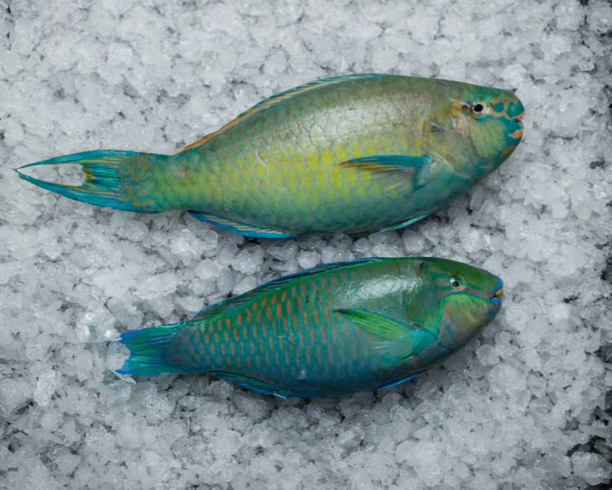 Gefrorener Papageifisch from Indonesien